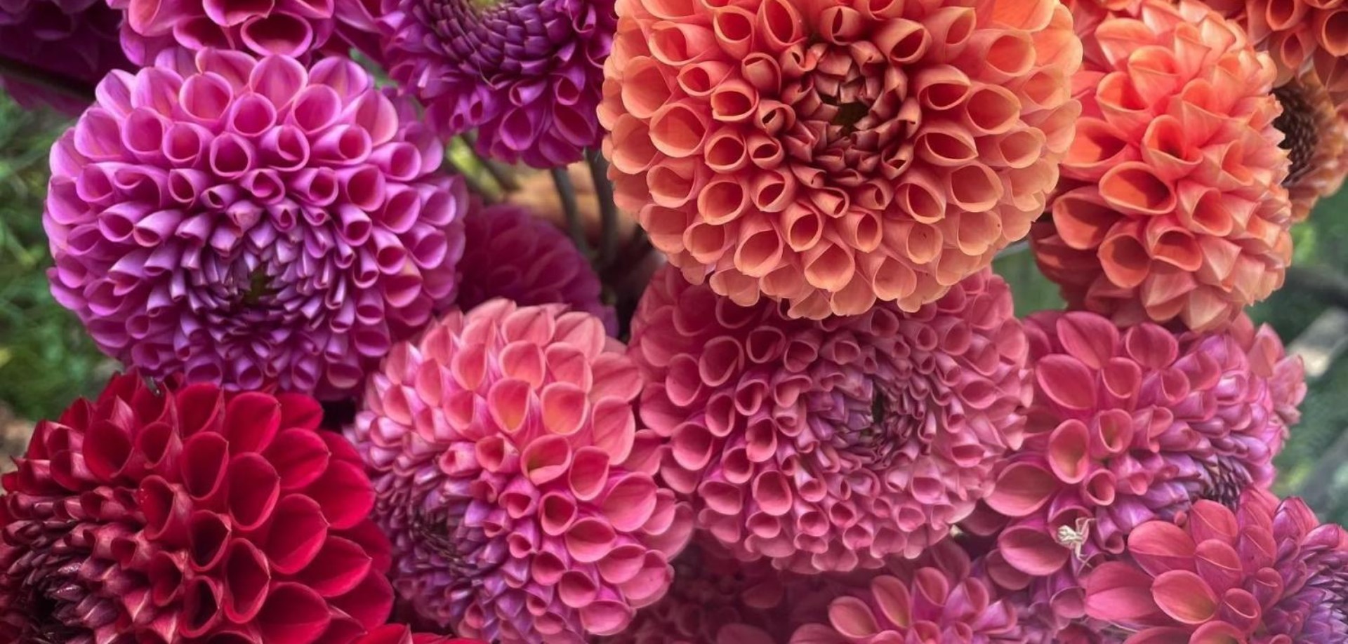 ball dahlias