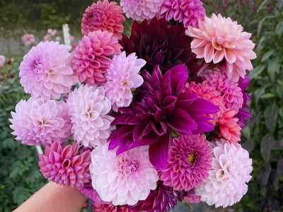 Dahlias - Purple Palette