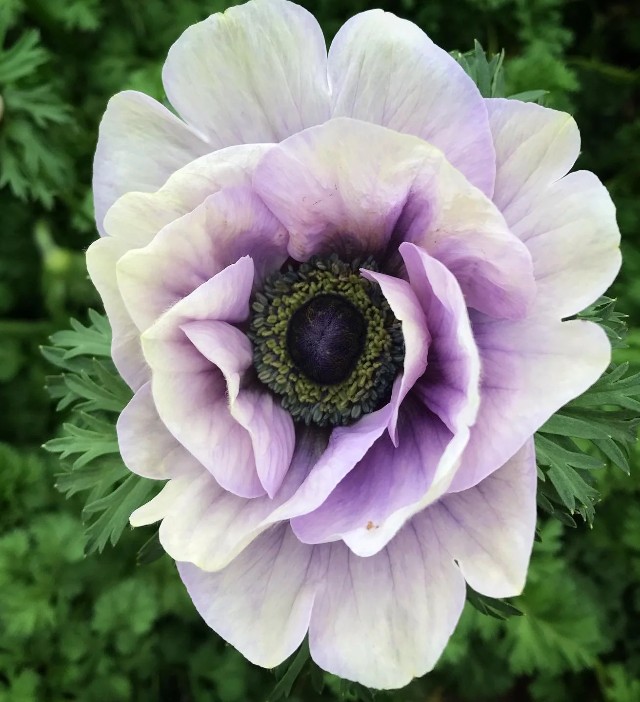 anemone